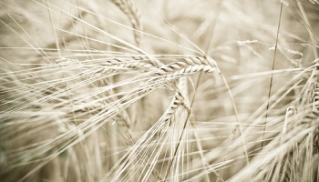 Crop productivity and future climate impacts. A comparison between models and observations in the first CMCC seminar, the video of the presentation of Malcolm Mistry, ECIP Division