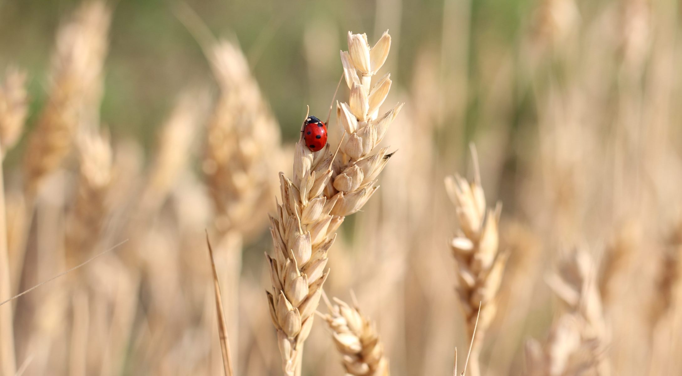 Biodiversità e sostenibilità agroalimentare: Bologna Award 2021 premia ricercatrice CMCC