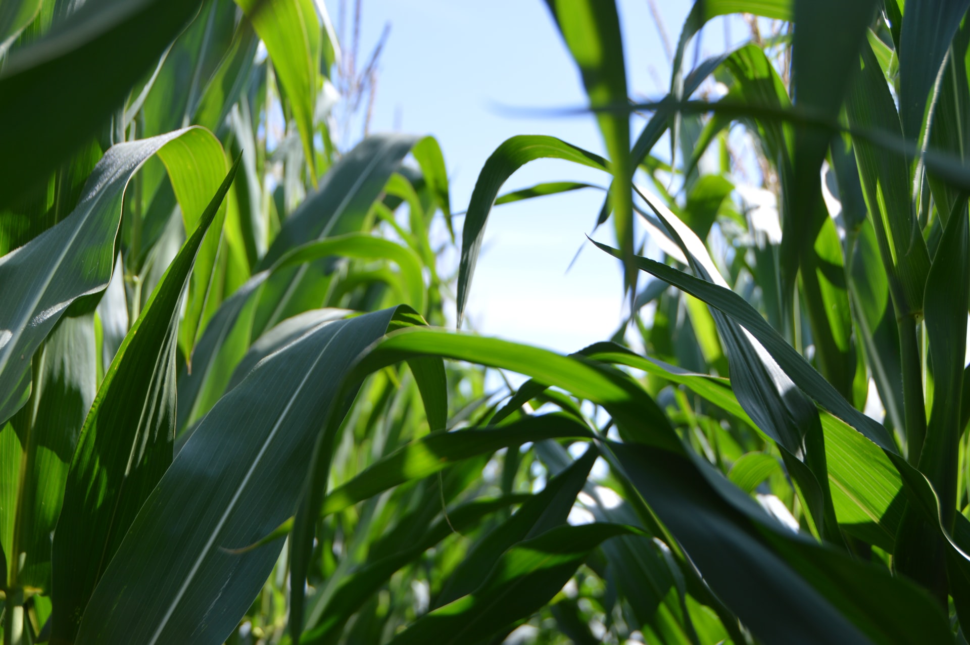 Agritech: nasce  il Centro Nazionale per lo sviluppo delle Nuove Tecnologie in Agricoltura