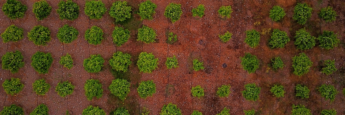 An olive grove seen from above