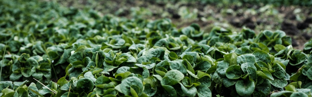 Greenhouse cultivation