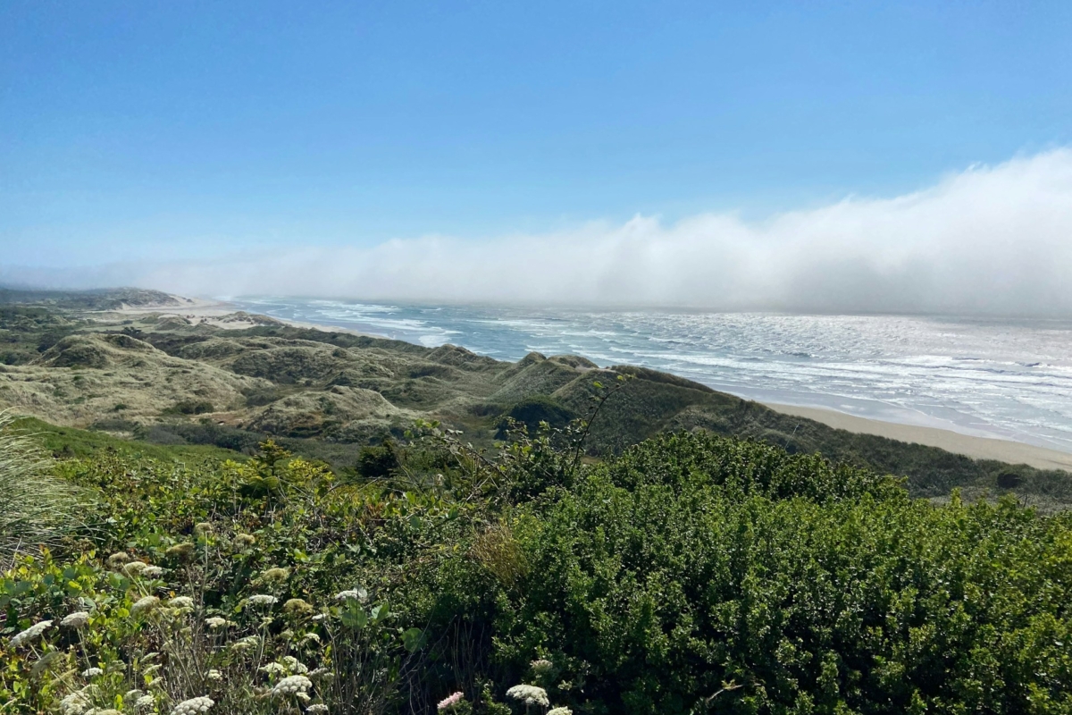 Dunes decoded: A comprehensive and precise mapping for coastal conservation