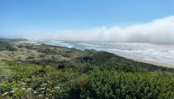 coastal dunes with vegetation