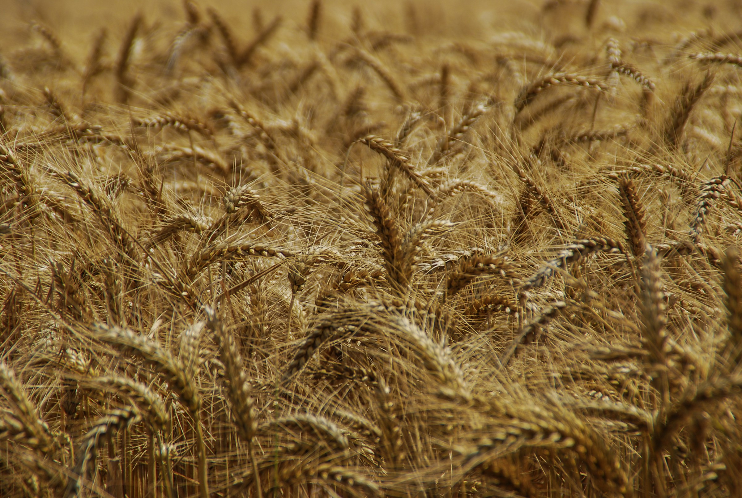 Agricoltura resiliente in un mondo che si scalda