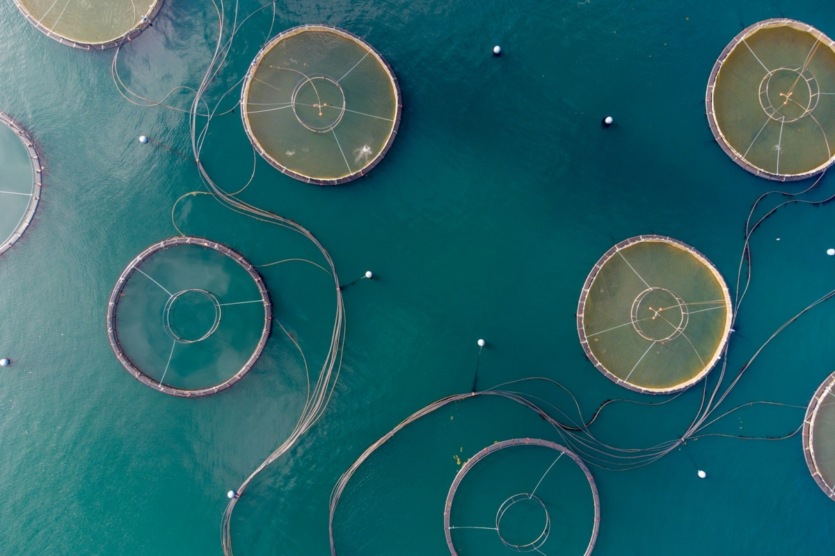 Aquacoltura sostenibile: Nuove prospettive per l’allevamento ittico