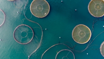 fish farm