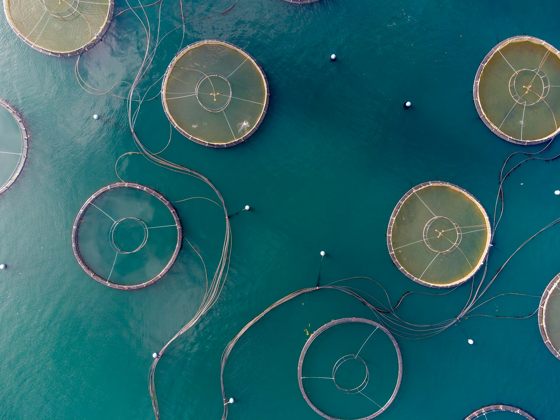 Aquacoltura sostenibile: Nuove prospettive per l’allevamento ittico