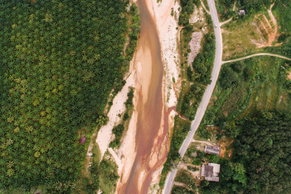 Olio certificato “deforestation-free”: la produzione alimentare sostenibile oltre il...