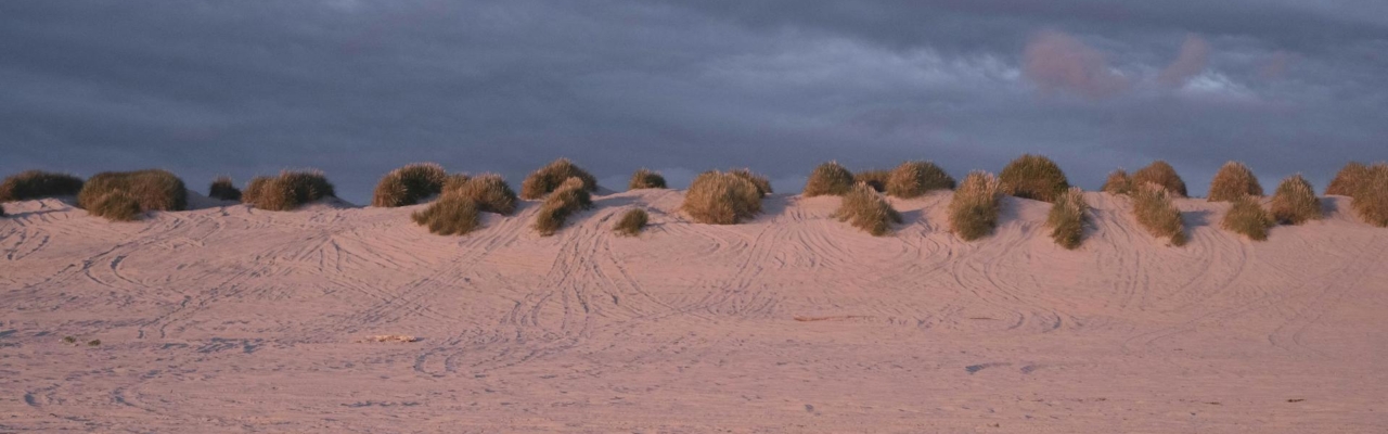 dunes and vegetation