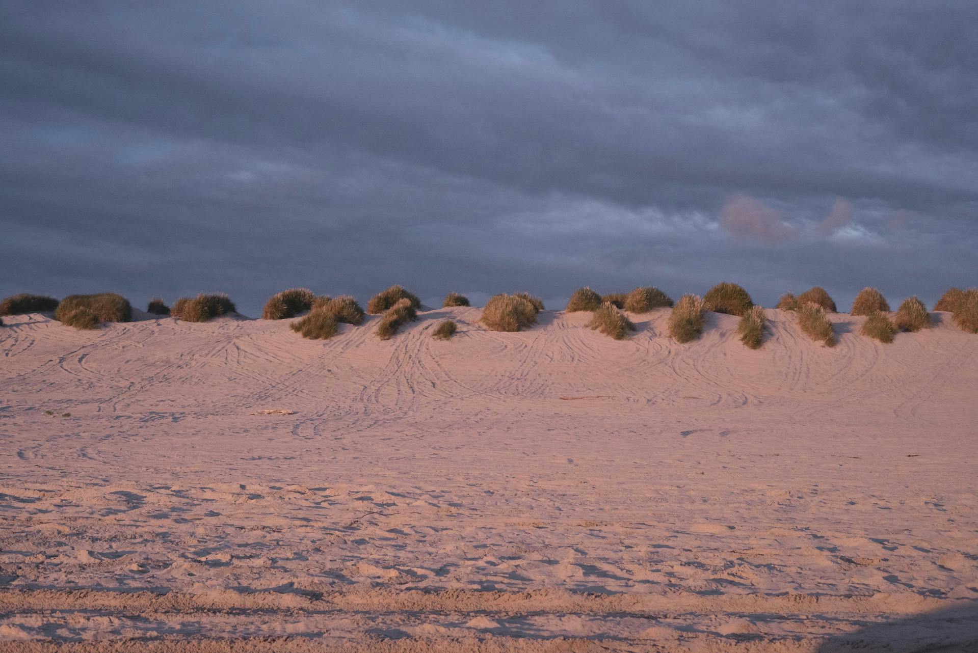 dunes and vegetation