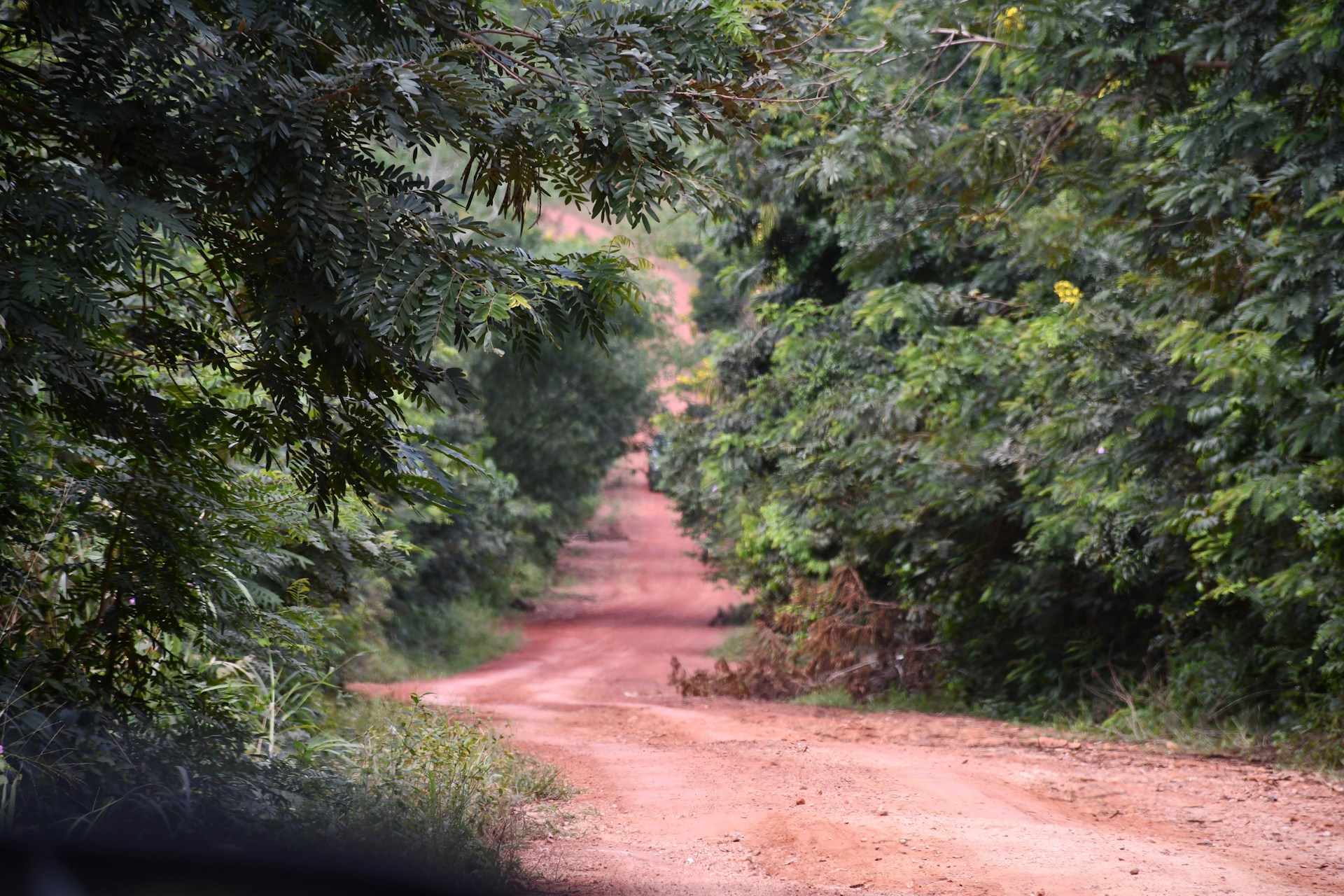 a road in the forest