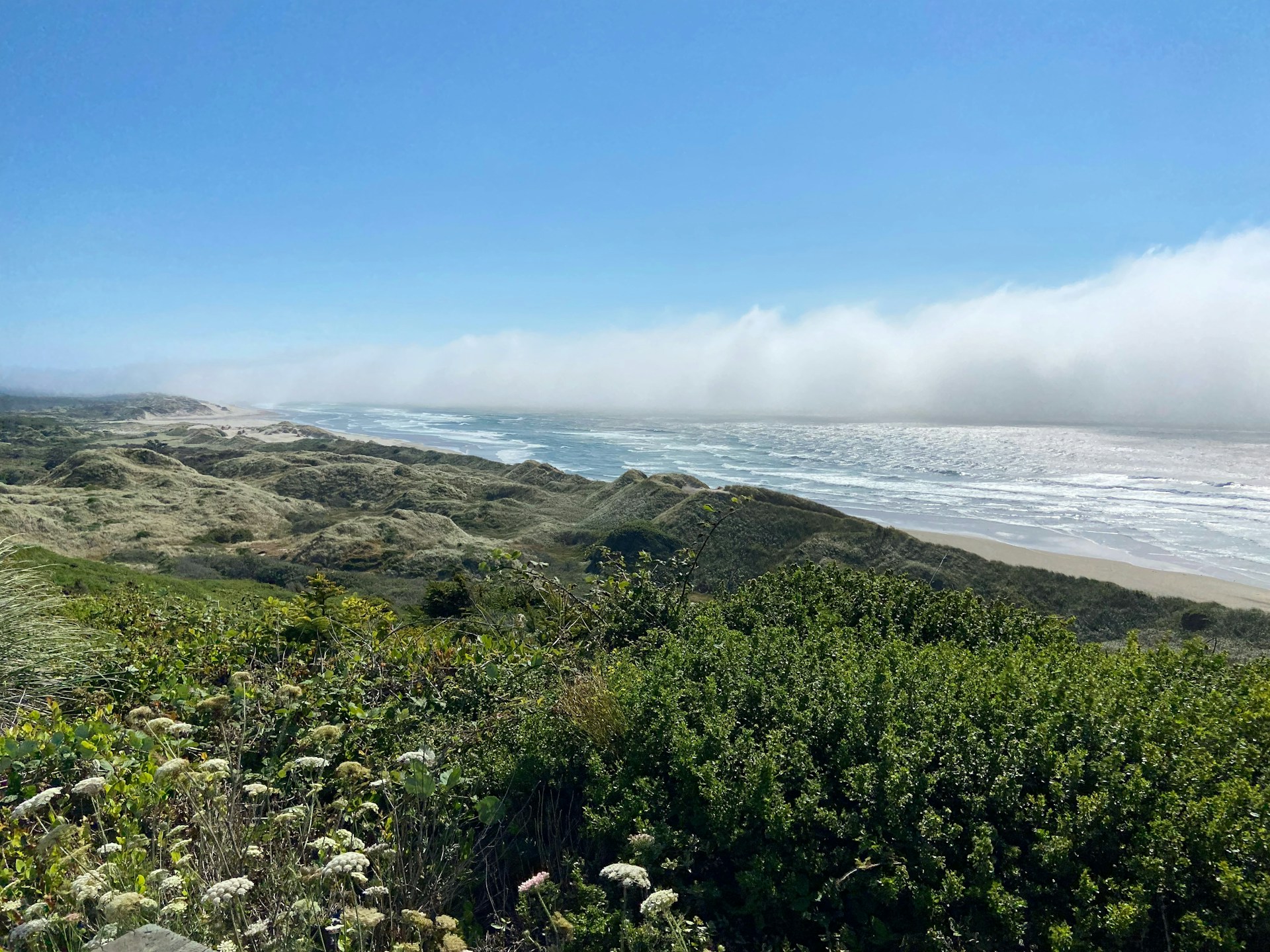 Dunes decoded: A comprehensive and precise mapping for coastal conservation