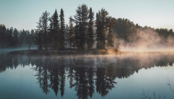 a lake with trees